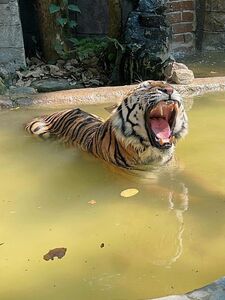 Moiicos43 Onlyfans Latest Premium Leaks