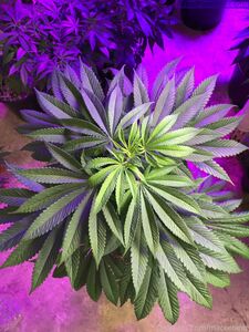 neptunenips Onlyfans Latest Nude Photo Leaks